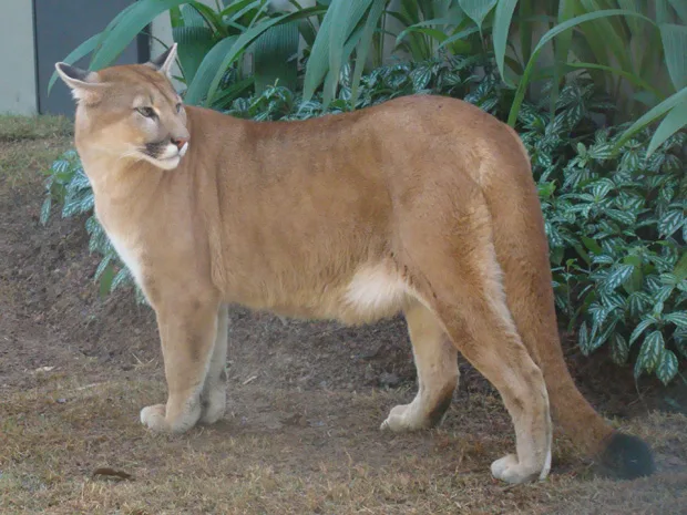 Suspeita de ataques de onça parda assusta pecuaristas em Itapemirim