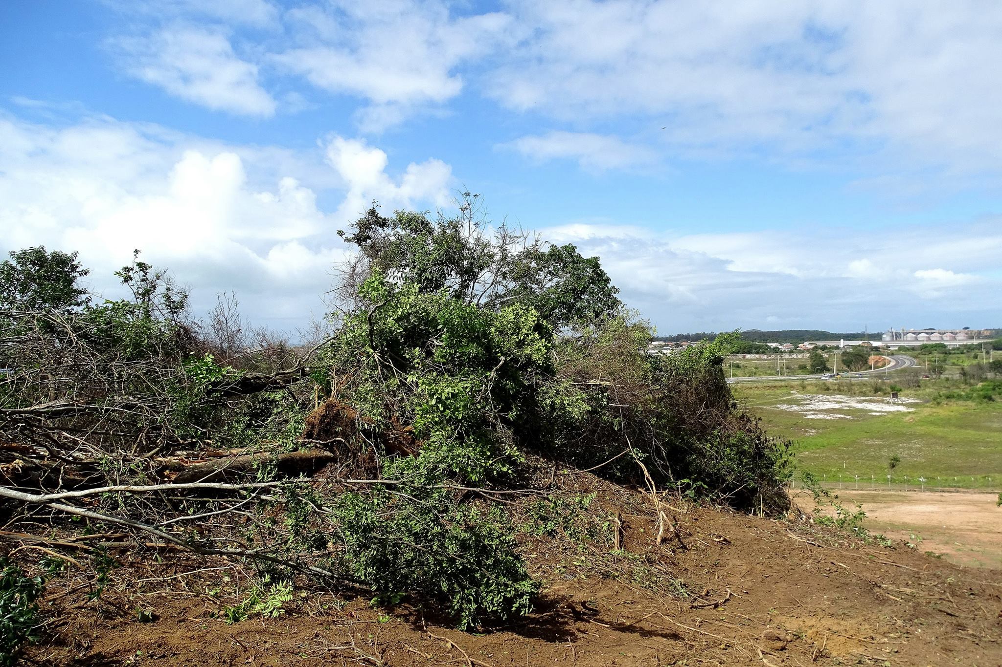 Árvores são desmatadas dentro de área de preservação ambiental de Vila Velha