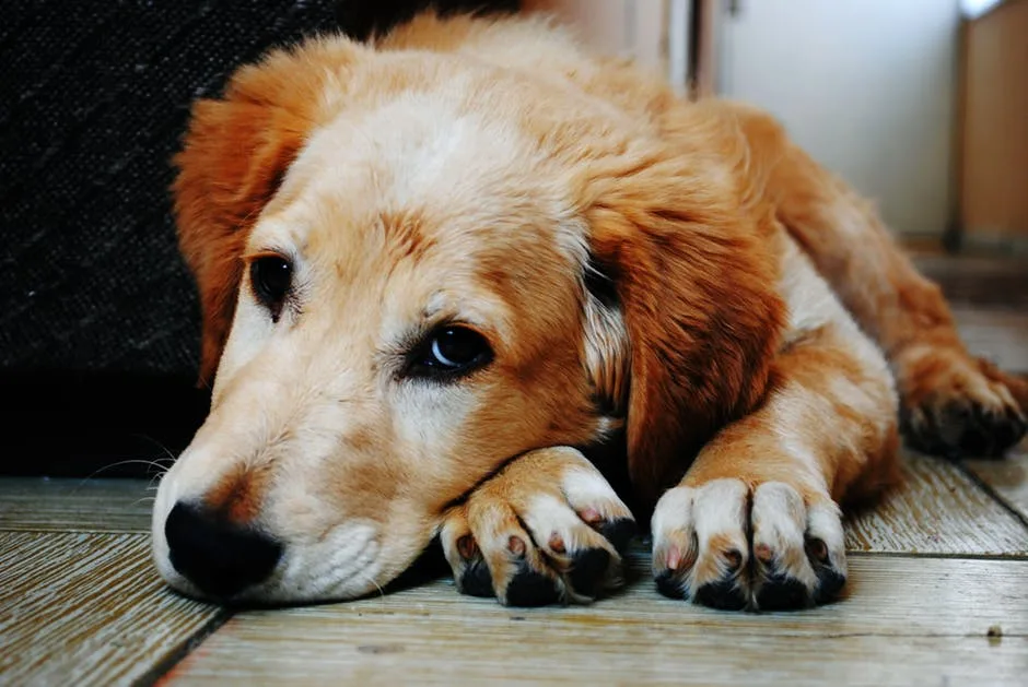 Projeto quer liberar animais em hospitais para visitar pacientes