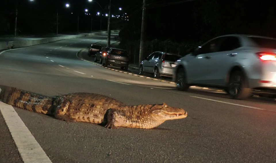 Jacaré é flagrado atravessando avenida na Serra