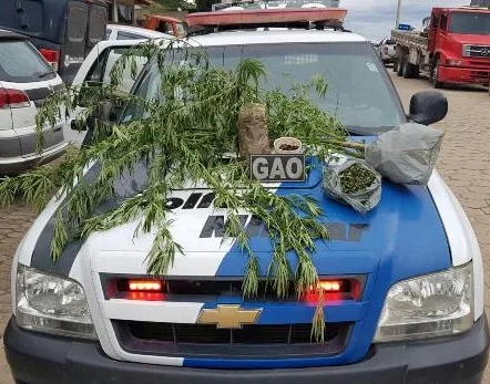 Polícia aprende adolescente de 16 que plantava maconha em casa em Iúna