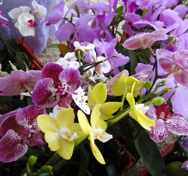 Festa das Flores colore Domingos Martins a partir desta quinta-feira