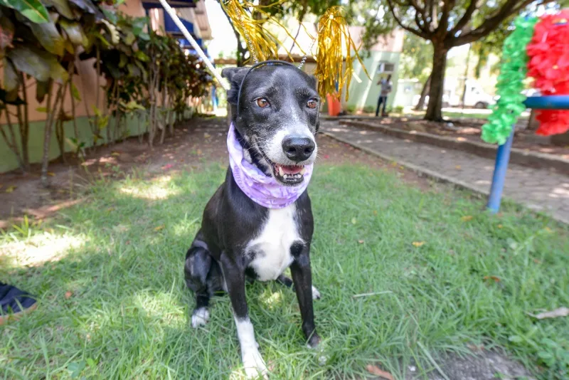 Feira de Doação de Cães