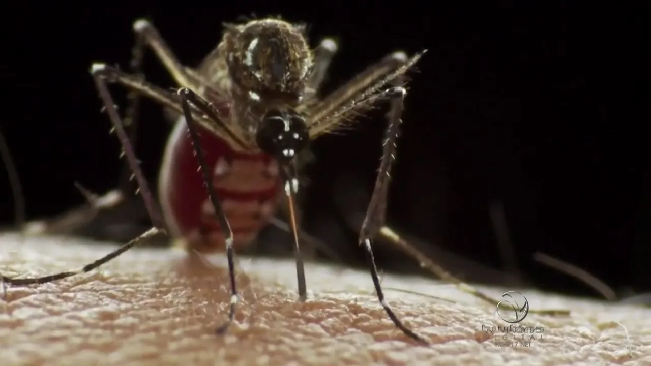 Cidades com mais de 2 mil casas terão de fazer busca por 'Aedes'