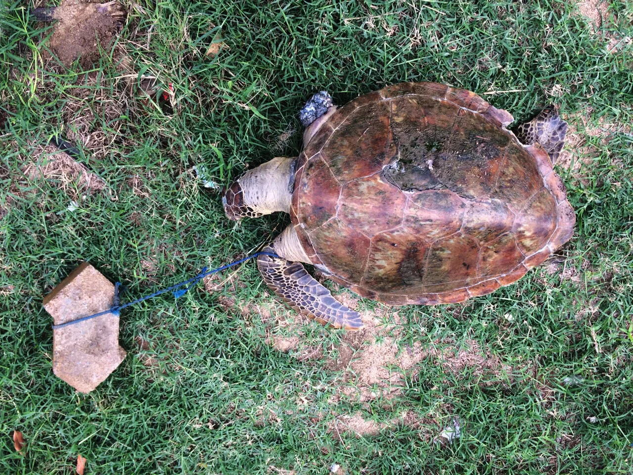 Polícia procura pescador acusado de amarrar tijolo em tartaruga em Vitória