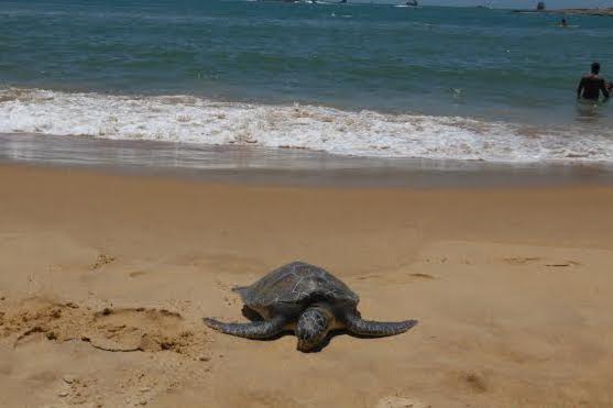 Três tartarugas são encontradas enroladas em rede de pesca na Praia da Costa