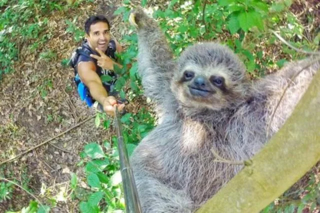 Bicho-preguiça faz sucesso na internet após 'sorrir' para selfie