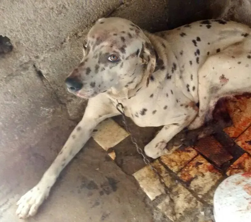 Covardia em assalto: "Pata Quente" morre após ser castrado e tomar chumbinho na Serra