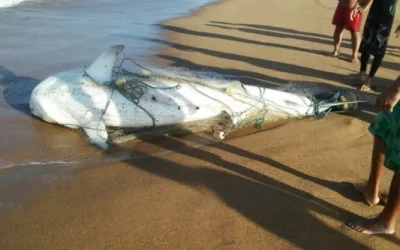 Tubarão encontrado em praia de Linhares é um dos mais perigosos do mundo