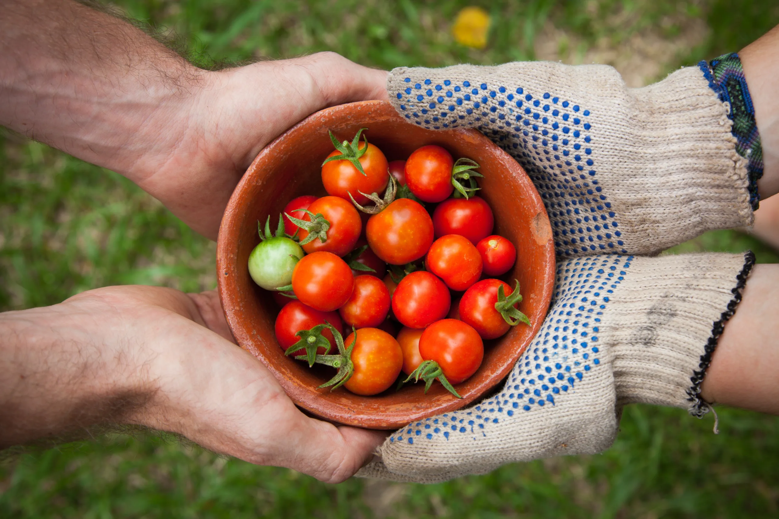 Alta de preço do tomate é destaque entre hortaliças em outubro