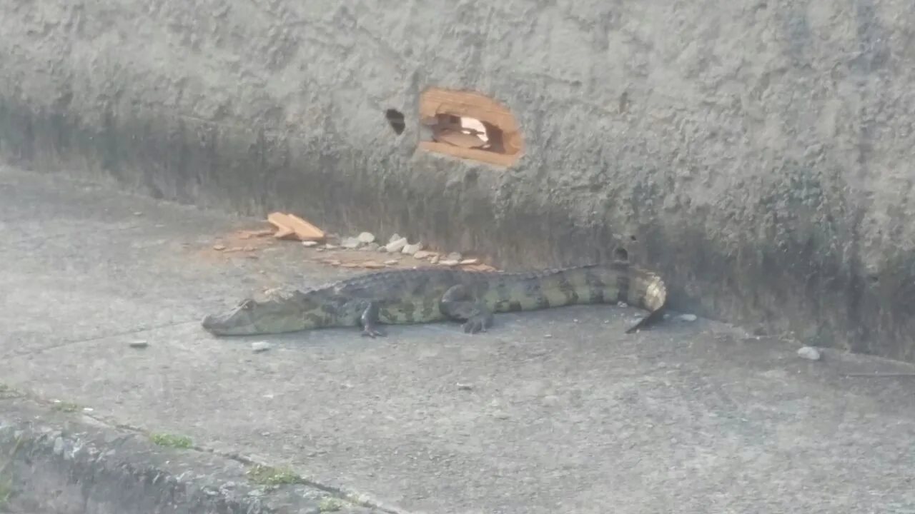 Jacaré é encontrado por moradores em Jardim Camburi, Vitória