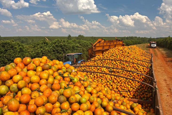 Brasil terá levantamento único da safra de laranja