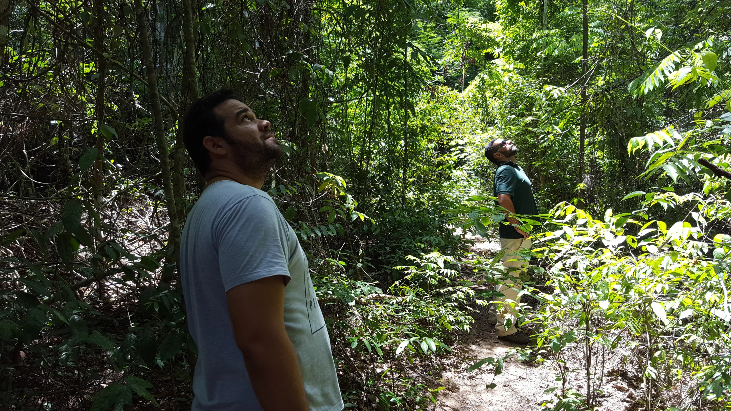 Febre amarela: macacos que vivem nas matas em Itapemirim estão sendo monitorados