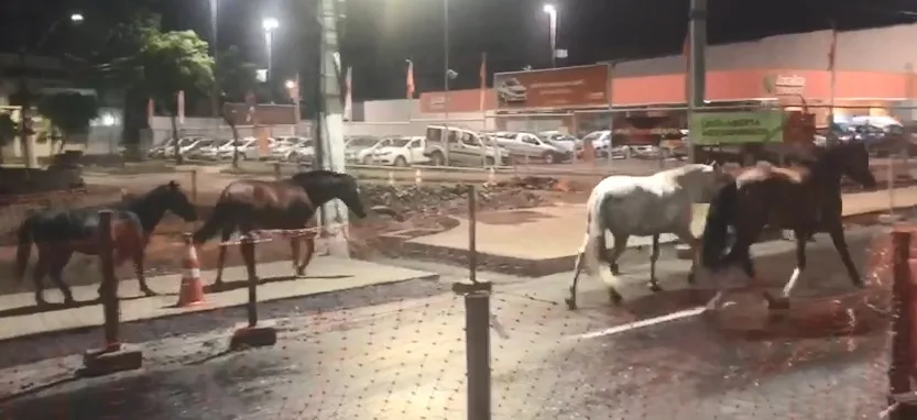 VÍDEO | Cavalos são flagrados no meio da pista na Avenida Vitória