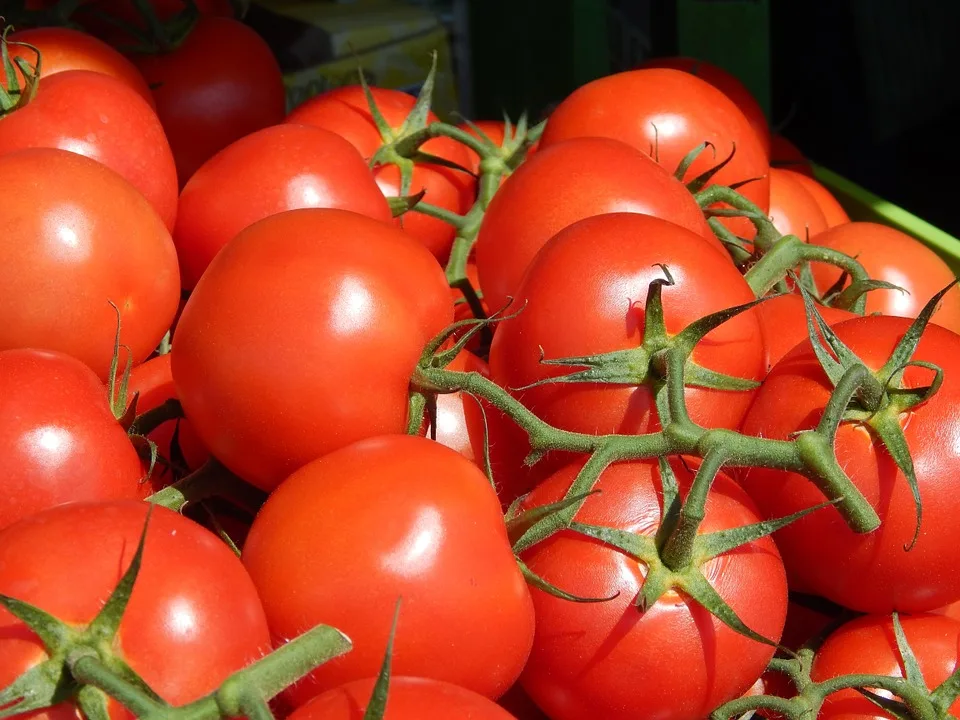 Preço do tomate recua 55,8% em Vitória e cesta básica fica 6,84% mais barata em junho