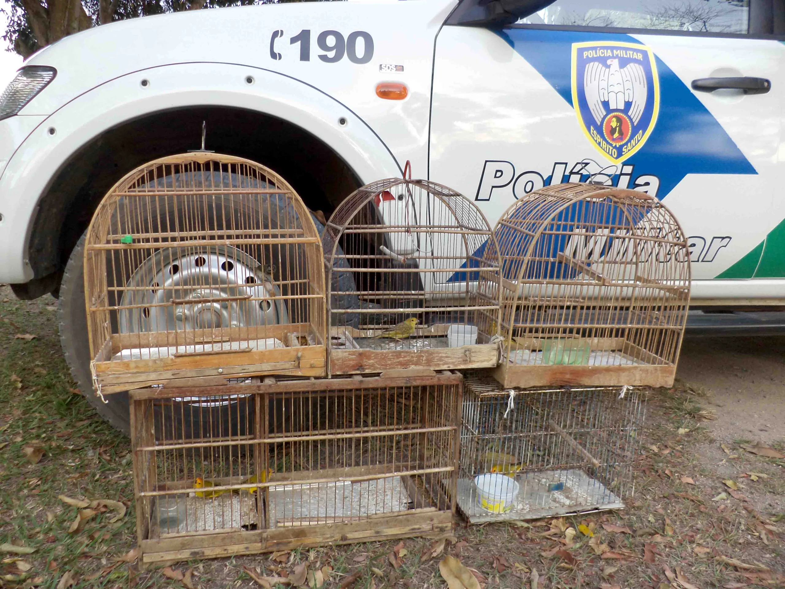 Treze pássaros silvestres são apreendidos no Espírito Santo