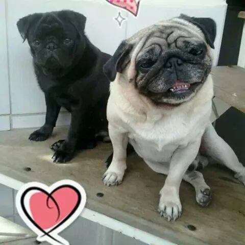 Encontro de cães da raça Pug acontece neste domingo