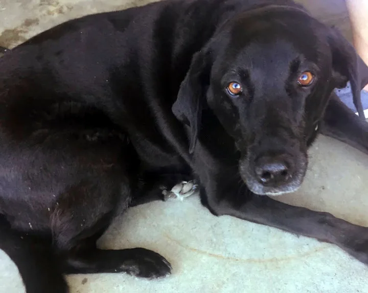 In this July 18, 2018 photo provided by Lucy Christon shows the black Lab named Lucy at McMenamins Gearhart Golf Links in Gearhart, Ore. The discovery of the black Lab named Lucy led to the unravelling of a criminal case Monday, Sept. 10, 2018, against an Oregon man who had begun serving a 50-year prison […]