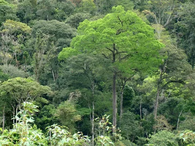 Governo assina documento internacional para preservar florestas do Estado