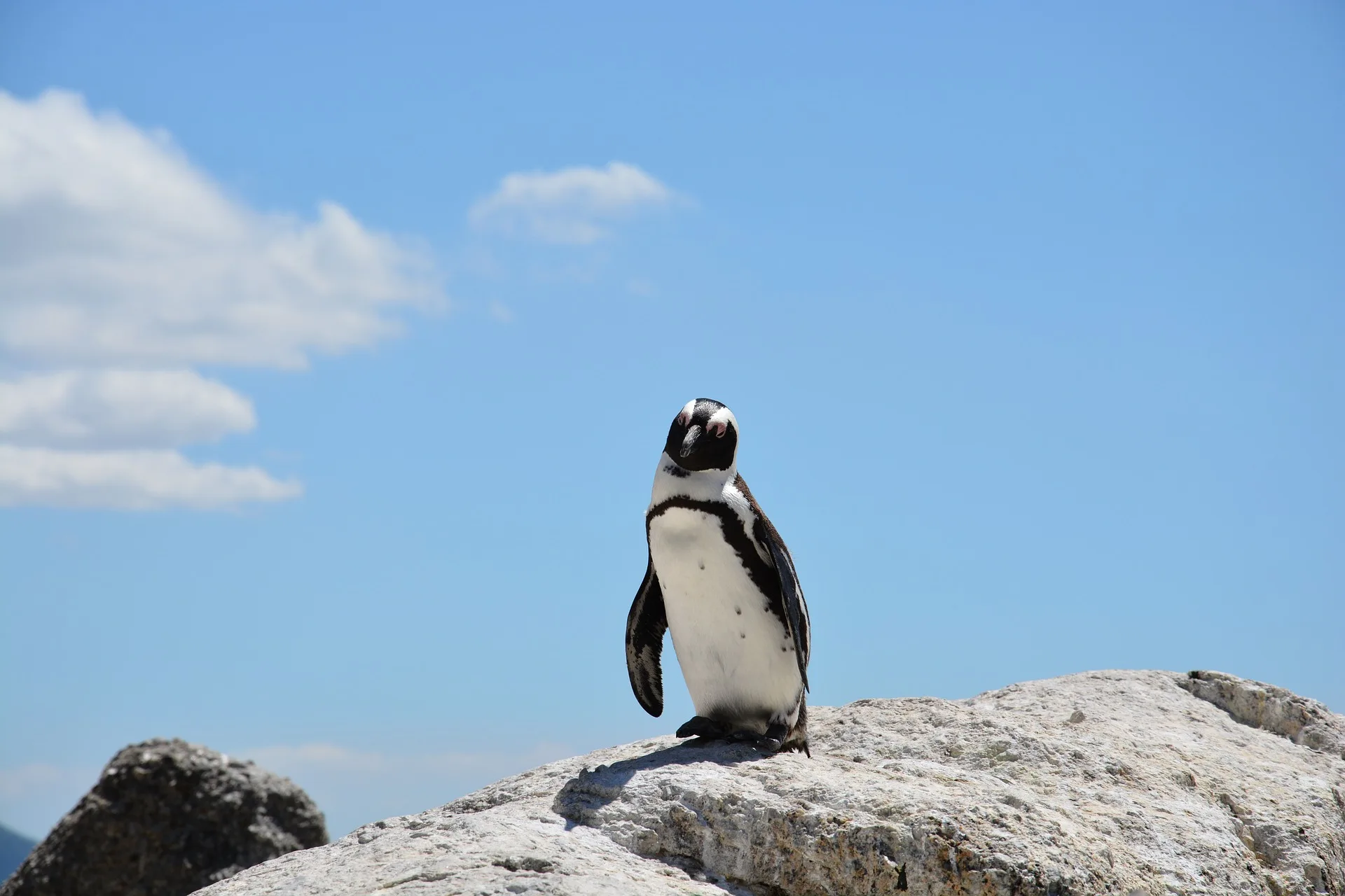 Aquário elege bons e maus pinguins todo mês na Nova Zelândia