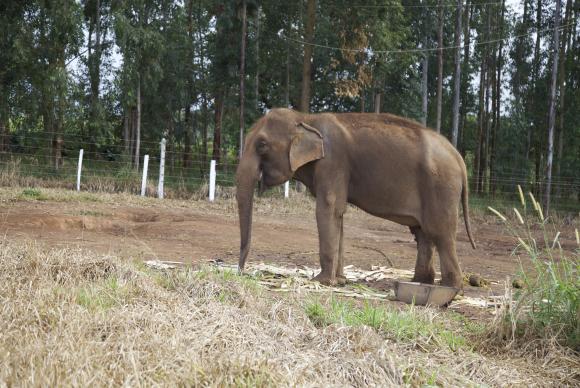 Brasil terá santuário para cuidar de elefantes que recebiam maus-tratos em circos e zoológicos