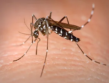 This is an Aedes albopictus female mosquito obtaining a blood meal from a human host. Under experimental conditions the Aedes albopictus mosquito, also known as the Asian tiger mosquito, has been found to be a vector of West Nile virus. Aedes is a genus of the Culicine family of mosquitos.