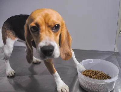 Cachorros da raça beagle passam por exames na tarde desta sexta feira 18/10, em clínica veterinária, os exames serão divulgados em 24 horas e os resultados dirão se houve ou nao malstratos aos animais examinados. Foto: Cristiano Novais/CPN