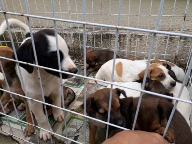 Jardim da Penha terá feira de adoção de animais no próximo sábado