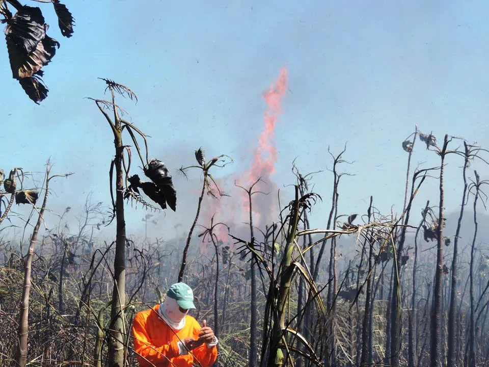 Bombeiros dizem que incêndio em Parque Estadual de Itaúnas pode ter sido criminoso