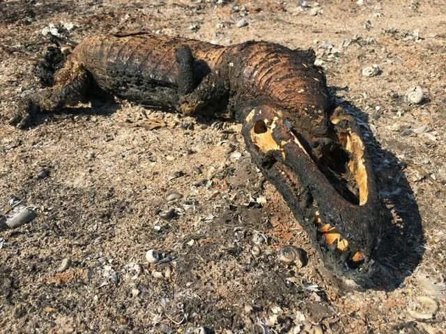 Produtor que vive há 64 anos no Pantanal diz nunca ter visto seus bezerros ameaçados