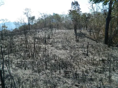 Produtores rurais proibidos de fazer queima por causa da escassez de chuva no Estado