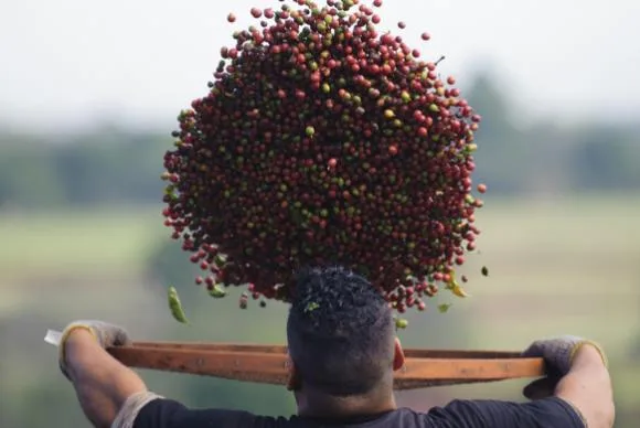 Espírito Santo quer impedir importação de café do Vietnã para o Brasil