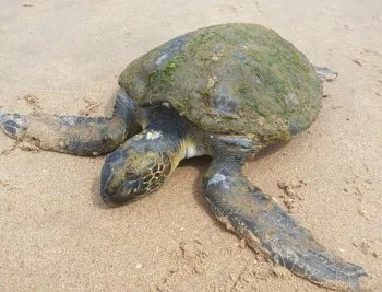 Tartaruga com sinais de marcas de rede de pesca é encontrada em Vitória