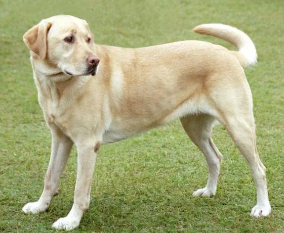 Cães da raça Labrador serão doados na Grande Vitória e em Alegre