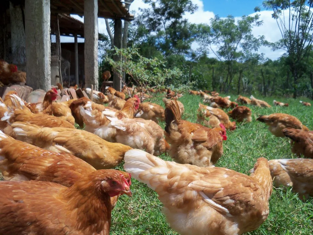 Alta dos grãos deve impactar carnes e aves