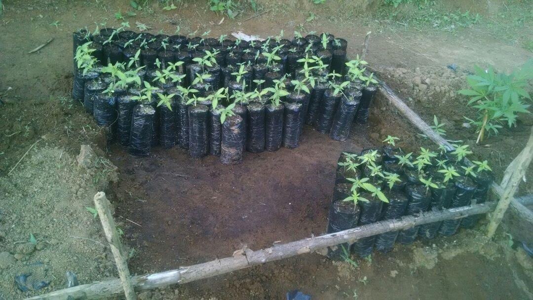 Plantação de maconha e R$ 10 mil são encontrados em Mimoso do Sul