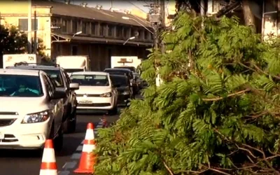 Árvores mal cuidadas representam perigo para população na Grande Vitória