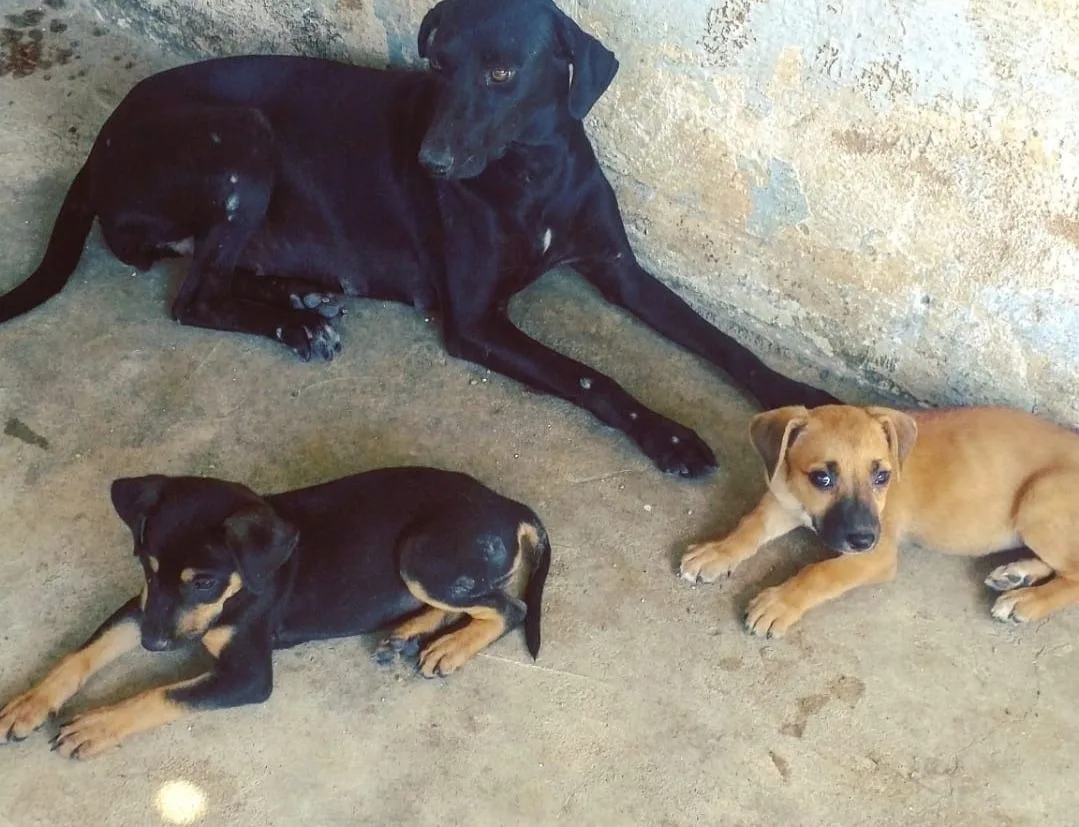 Foto: Divulgação/ Prefeitura de Cachoeiro de Itapemirim