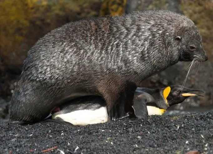 "Foca no pinguim": especialista do Espírito Santo analisa caso de “estupro” entre animais