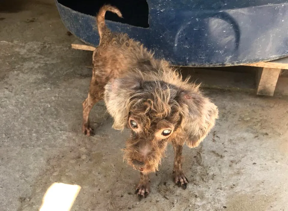 Quase 30 cães são encontrados desnutridos e machucados dentro de residência na Serra