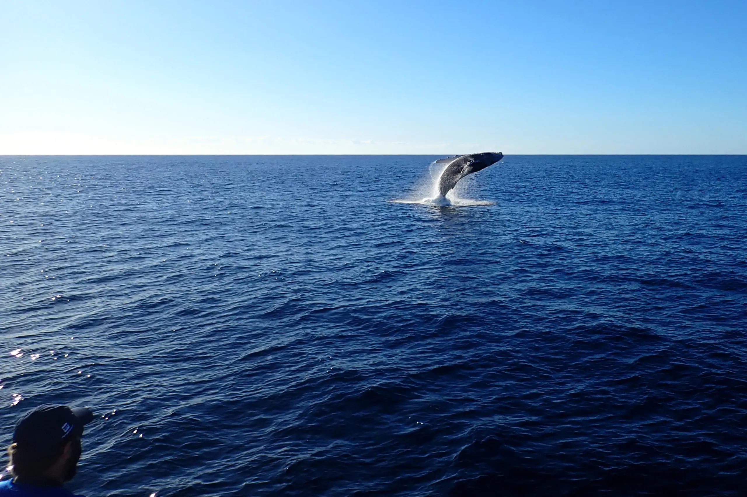 Baleias jubarte vindas da Antártica chegam até a costa brasileira