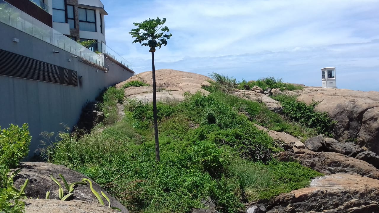 Projeto plantará mais de 5 mil mudas de plantas nativas na Ilha do Frade a partir de segunda (15)