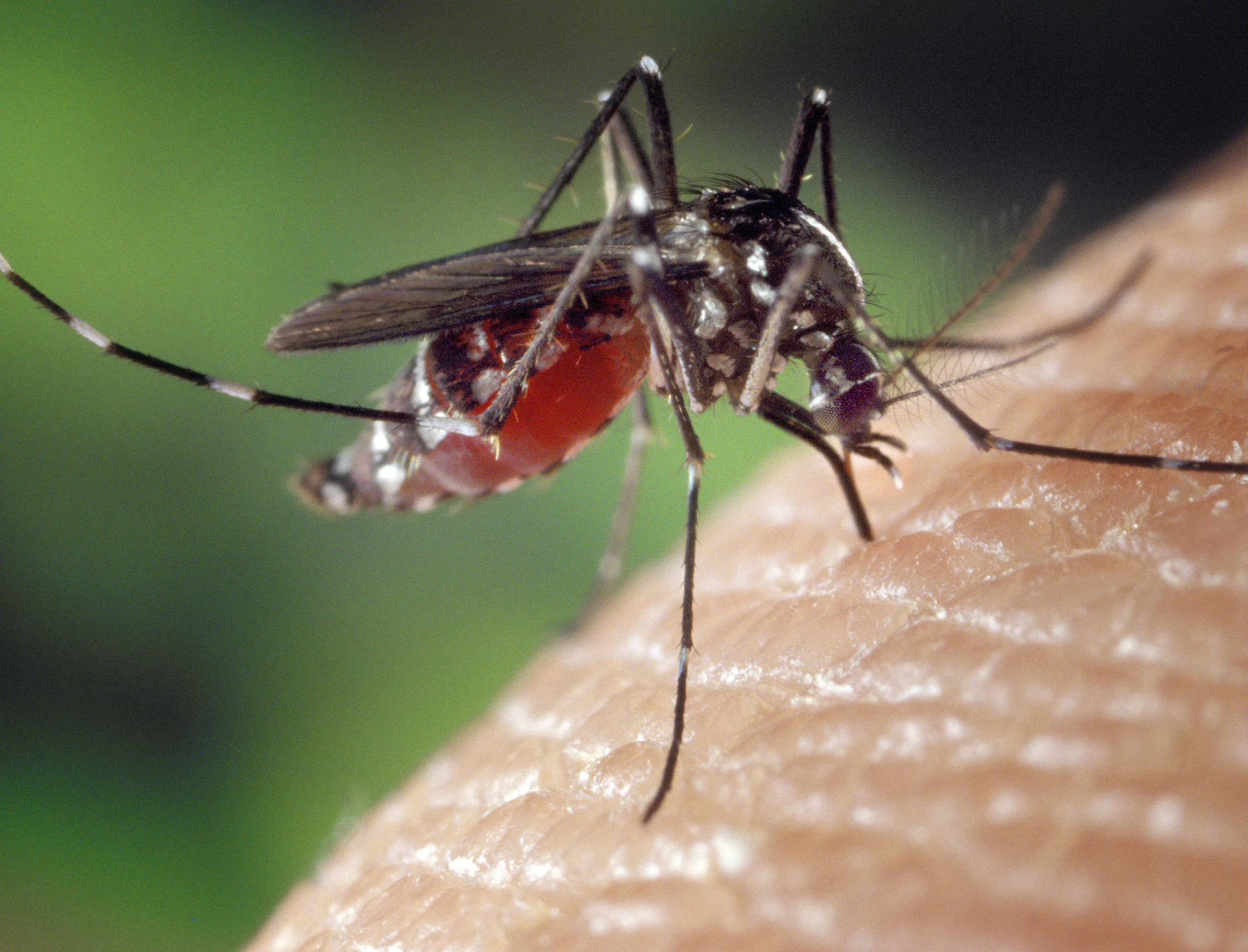 Número de casos de dengue cai pela metade, mas mortes pela doença mais que triplicam no ES