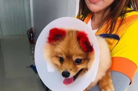 Cãozinho perde a orelha após ter os pelos pintados de rosa em salão para pets