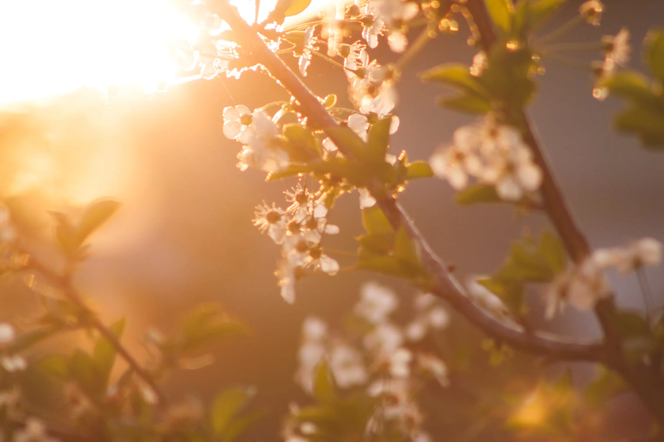 Adeus, inverno! Primavera começou neste domingo (22); veja previsão