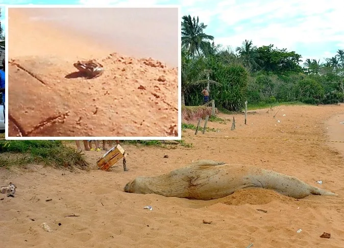 Rã sobe em Fred, mas elefante-marinho fica com preguiça de abocanhá-la