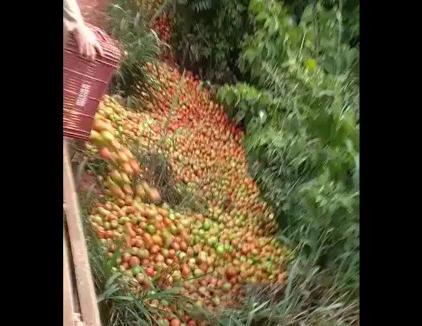 Com preço baixo, agricultores capixabas jogam carga de tomates no lixo. Assista ao vídeo!