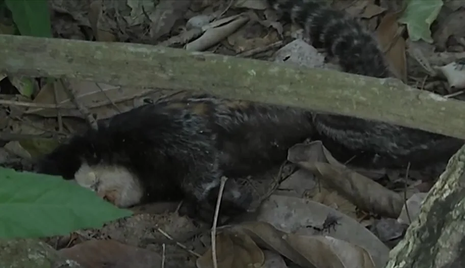 Macaco morto sob suspeita de febre amarela é recolhido em Vitória