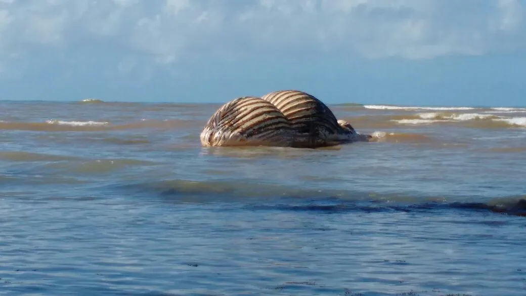 Baleia em extinção é encontrada morta na orla de Aracruz