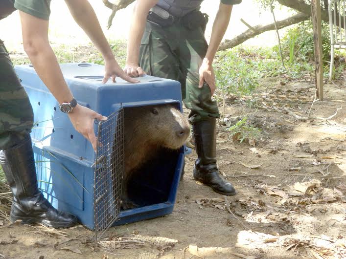 Capivara encontrada dentro de residência em Vila Velha